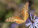 Euptoieta claudia (Variegated Fritillary).jpg